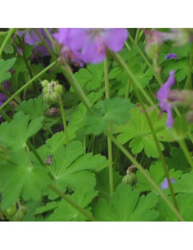 Geranium vivace Cambridge