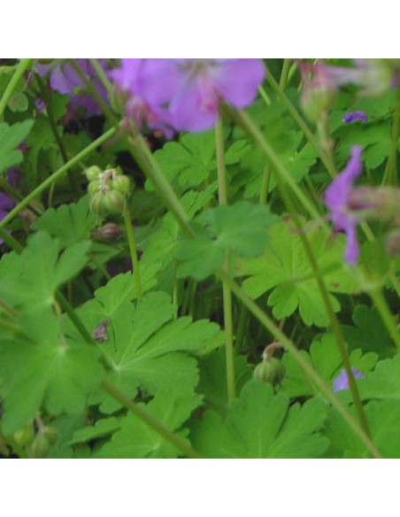 Geranium vivace Cambridge