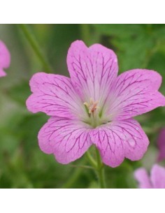 Geranium vivace Claridge Druce
