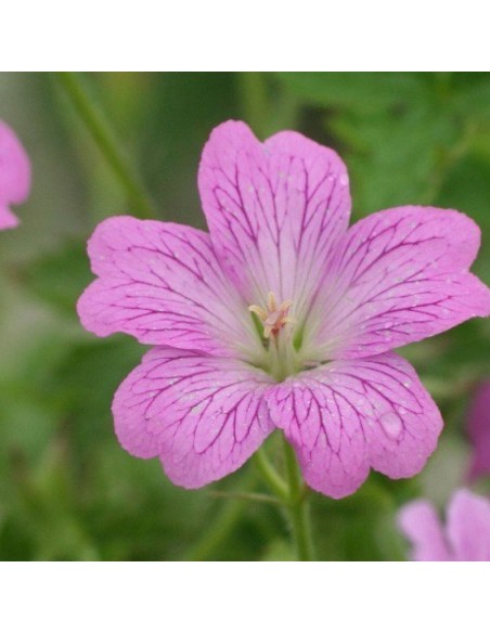 Geranium vivace Claridge Druce