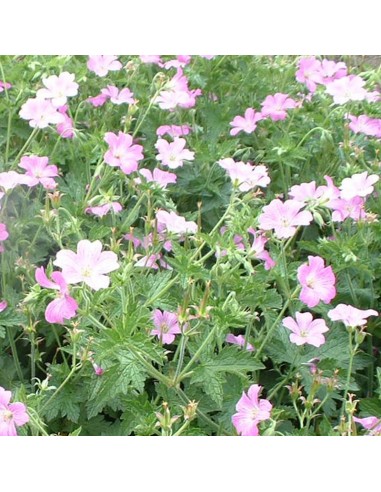 Geranium vivace Claridge Druce