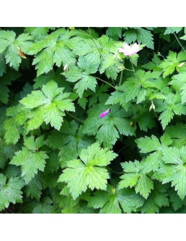 Geranium vivace d'Endress