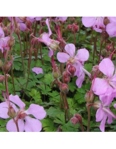 Geranium vivace de Dalmatie 2