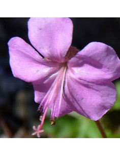 Geranium vivace de Dalmatie