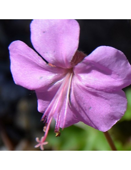 Geranium vivace de Dalmatie