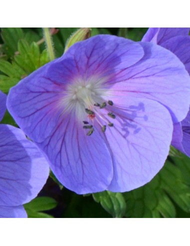 Geranium vivace de l'Himalaya