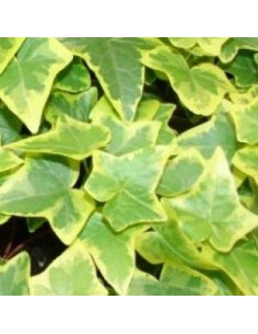 Lierre commun "Goldchild"