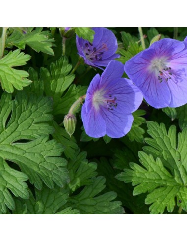 Geranium vivace de l'Himalaya