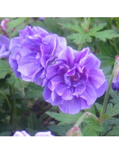 Geranium vivace de l'Himalaya Plenum 2