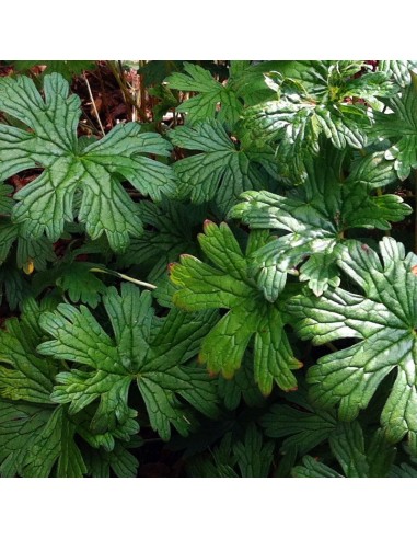 Geranium vivace de l'Himalaya Plenum