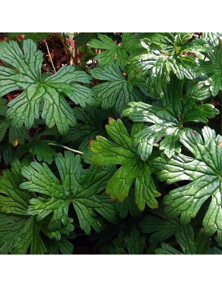 Geranium vivace de l'Himalaya Plenum Geranium vivace de l'Himalaya Plenum