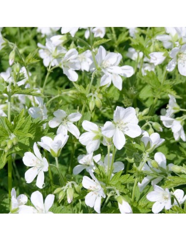 Geranium vivace des bois Album