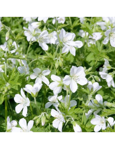 Geranium vivace des bois Album