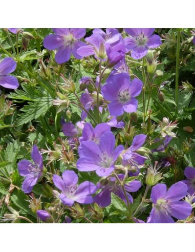 Geranium vivace des bois Mayflower