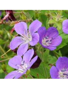 Geranium vivace des bois Mayflower 2