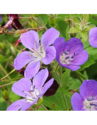 Geranium vivace des bois Mayflower