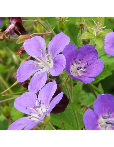 Geranium vivace des bois Mayflower