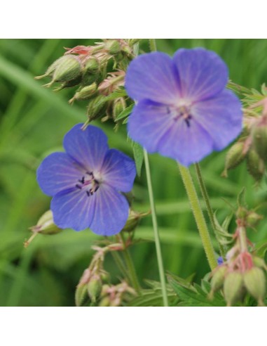 Geranium vivace des près