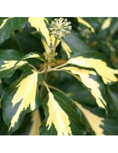 Lierre commun "Goldheart"