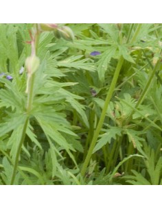 Geranium vivace des près Mrs Kendall Clarke 2