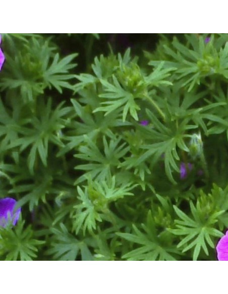 Geranium vivace Dilys