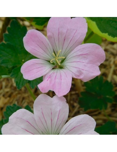 Geranium vivace Dreamland