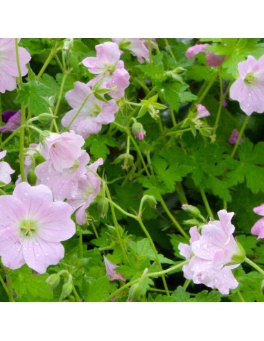 Geranium vivace Dreamland