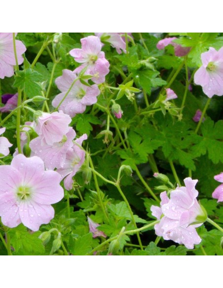 Geranium vivace Dreamland