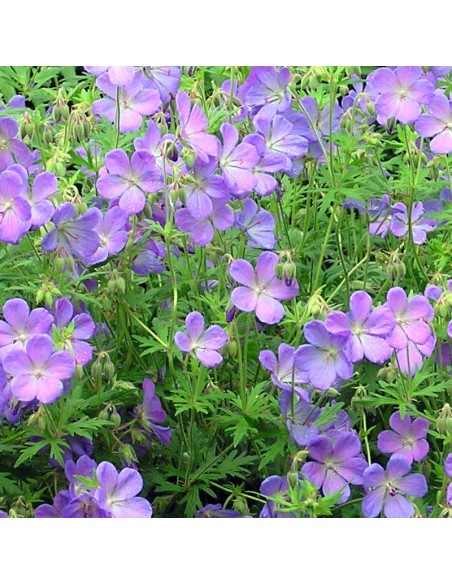 Geranium vivace Johnson's blue