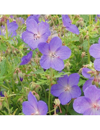 Geranium vivace Johnson's blue
