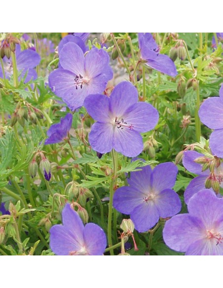 Geranium vivace Johnson's blue