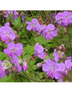 Geranium vivace Karmina