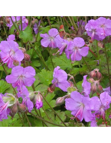 Geranium vivace Karmina