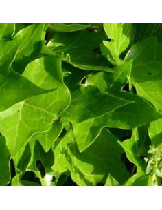 Lierre commun "Green ripple"