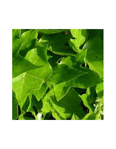Lierre commun "Green ripple"