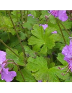 Geranium vivace Karmina 2