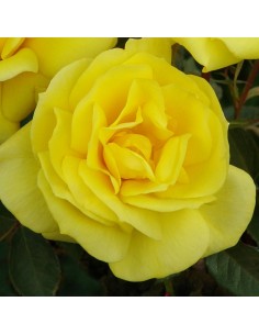 Rosier floribunda Climbing friesa