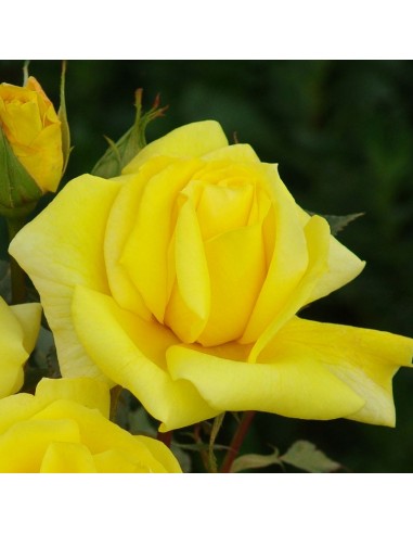 Rosier floribunda Climbing friesa