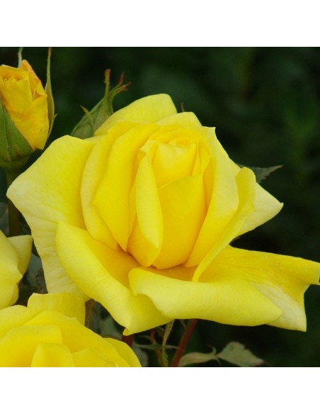 Rosier floribunda Climbing friesa