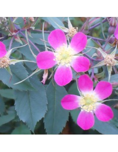 Rosier botanique - rosa glauca