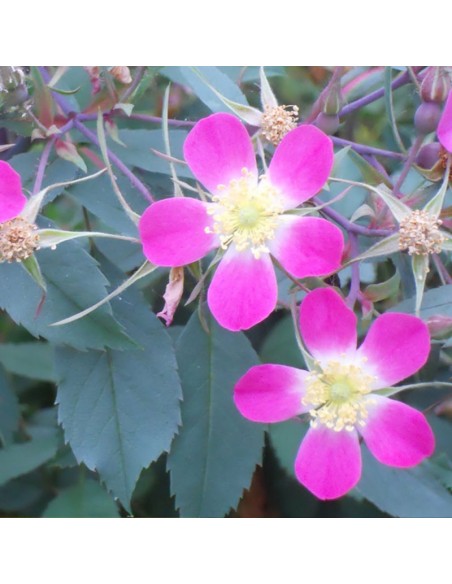 Rosier botanique - rosa glauca