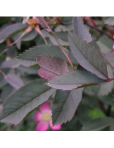 Rosier botanique - rosa glauca 2