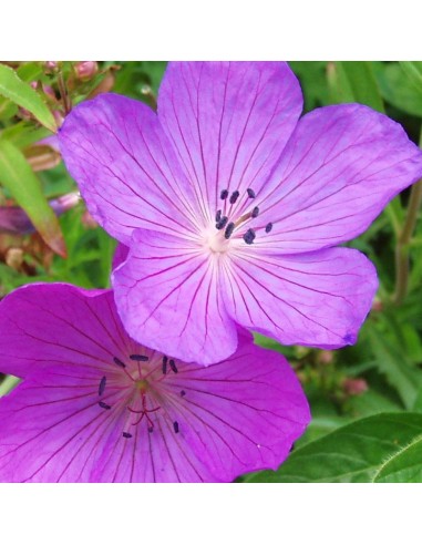 Geranium vivace Kashmir purple