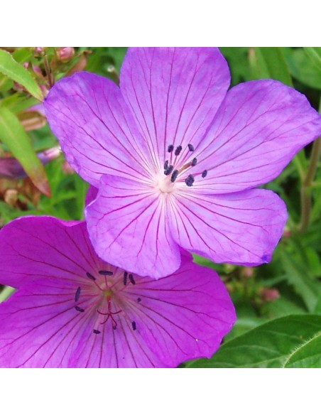 Geranium vivace Kashmir purple