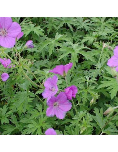 Geranium vivace Kashmir purple