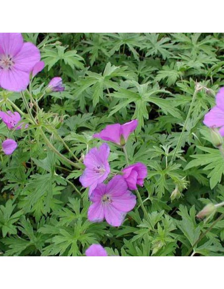 Geranium vivace Kashmir purple