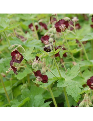 Geranium vivace livide