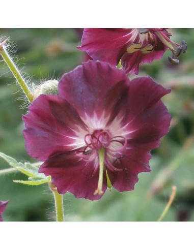 Geranium vivace livide