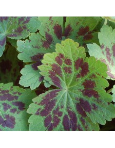 Geranium vivace livide Samobor 2
