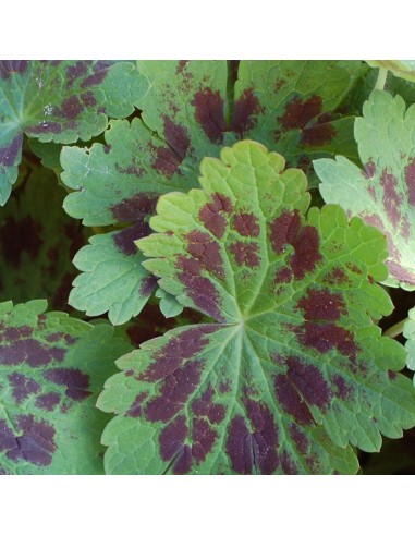 Geranium vivace livide Samobor